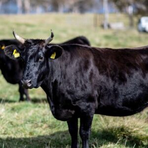Crossbred Wagyu